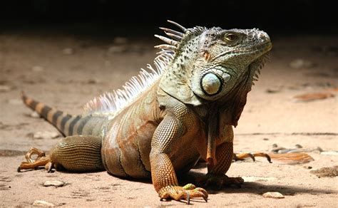 iguana poza discord|Iguana .